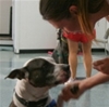 Free Webinar Makes it Easier to Rehome Shelter Dogs
